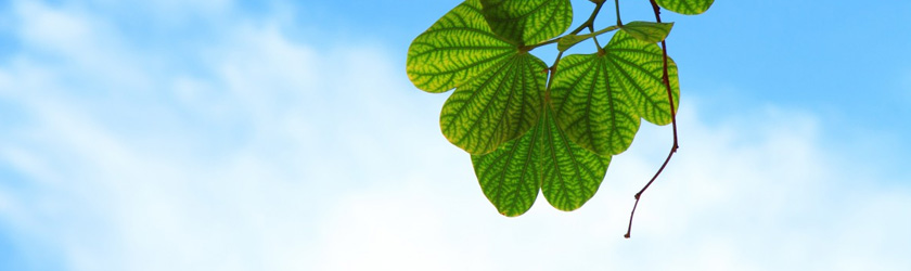 ��8ͷ�����(�й���½)-�ٷ���վ